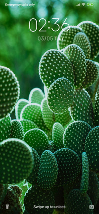 Cactus_3MDS