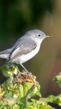 The bluethroated thrush inhabits plants