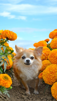 Dog3