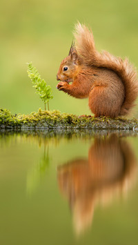 wild animal-07