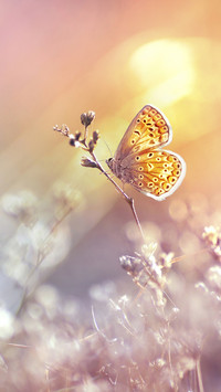 Beautiful Butterfly on Flower