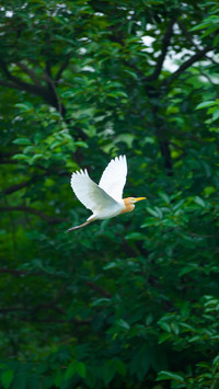 international_bird