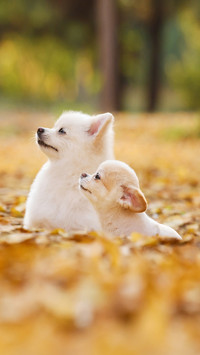 Too small dogs are not recommended 2