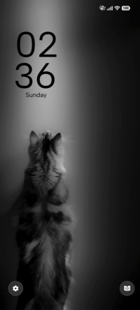 Spotlight Cat
