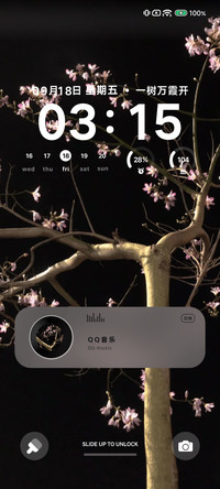 夜色下的异木棉