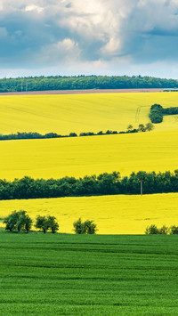 Rape flower field
