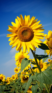 Sunflowers 14
