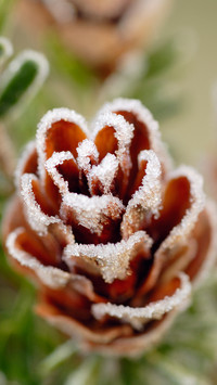 雪霜消后色