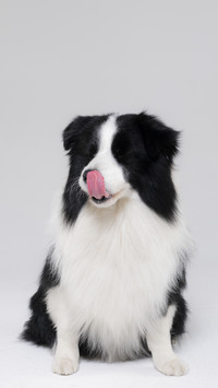 How to Stop Dogs Biting 67