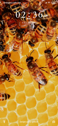 Honeybee_3MDS