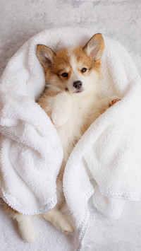 Dog5