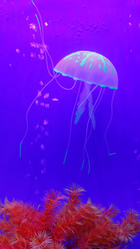 Luminous jellyfish-07