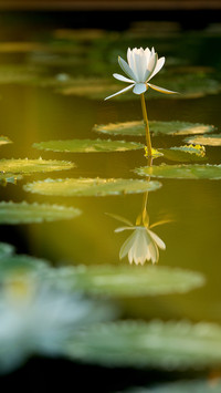 Lotus in summer