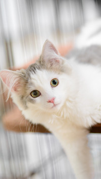 How to take care of long haired cats 35