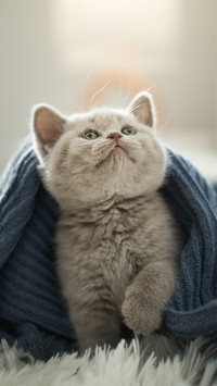 小奶猫的记忆
