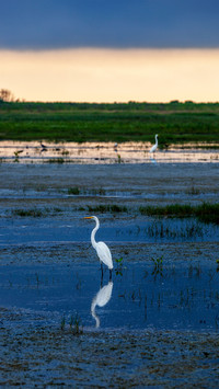 Peaceful wetland