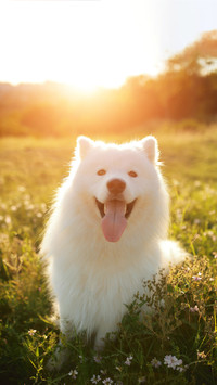 Cute Working dog Samoye1