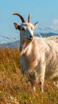The goat is standing in the field
