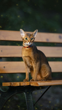 Cute Cat Sitting on A Chair