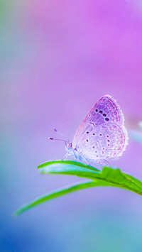 Spring flowers and butterflies
