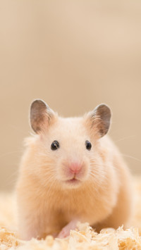 Golden hamster