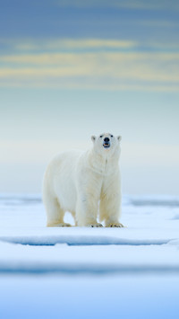 Polar Bear