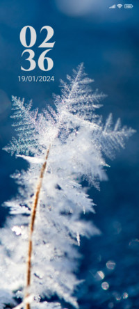 Frozen Beauty