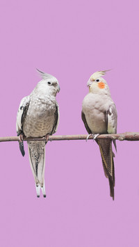 Australian parrot 01
