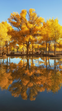 Reflection of golden pagoda poplar forest