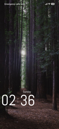 Tree Forest
