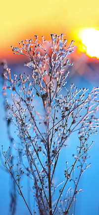 The beauty of plants-PAIXIN