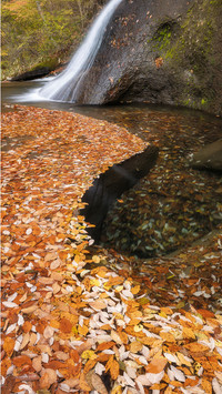 Waterfalls and fallen leaves