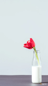 plant (12)