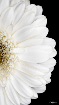 plant (11)