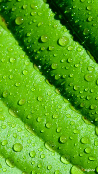 plant (2)