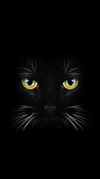 黑猫先生-拍信图库