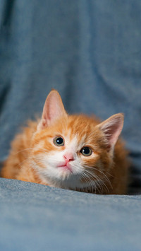 Cat climbing frame competition