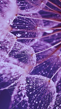 雨滴和蒲公英