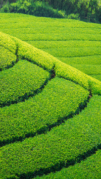 早春的茶园