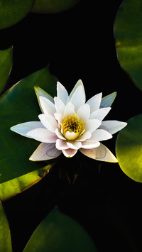 万物共鸣
