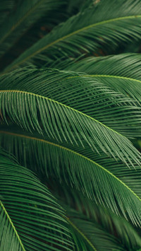 PAIXIN-plant (1)