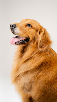 了解金毛犬的习性