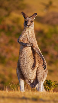 Lovely animals-02
