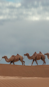 A solitary camel walks in the sandy sea