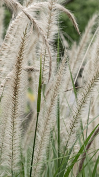 Foxtail grass