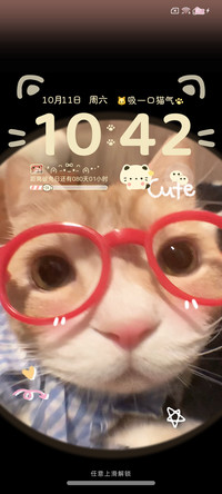 猫猫忙着可爱多壁纸
