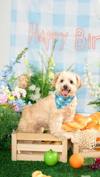 萌汪生日乐