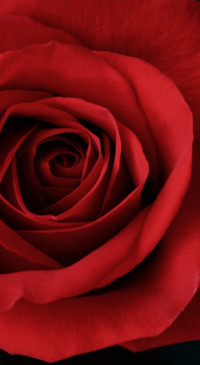 Red Roses (6)