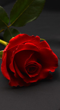 Red Roses (12)