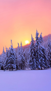 Winter Snowfield
